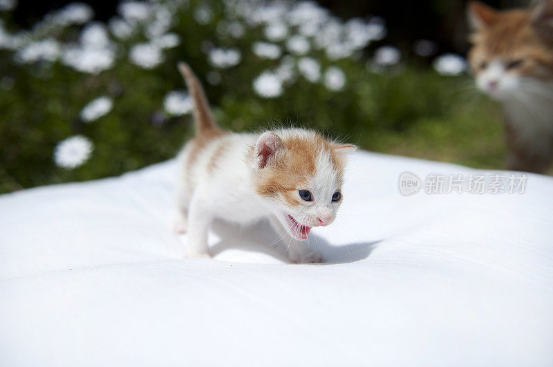 愤怒的小猫在花园里的白色枕头上