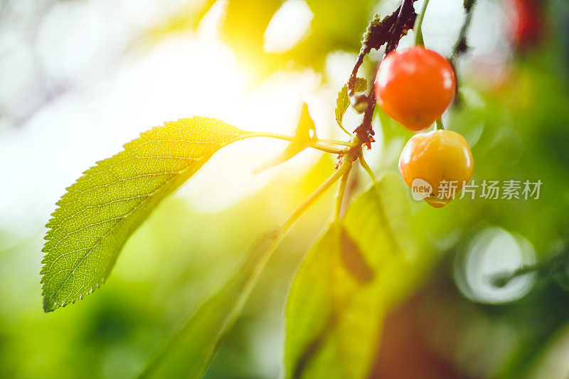 雨后的有机樱桃