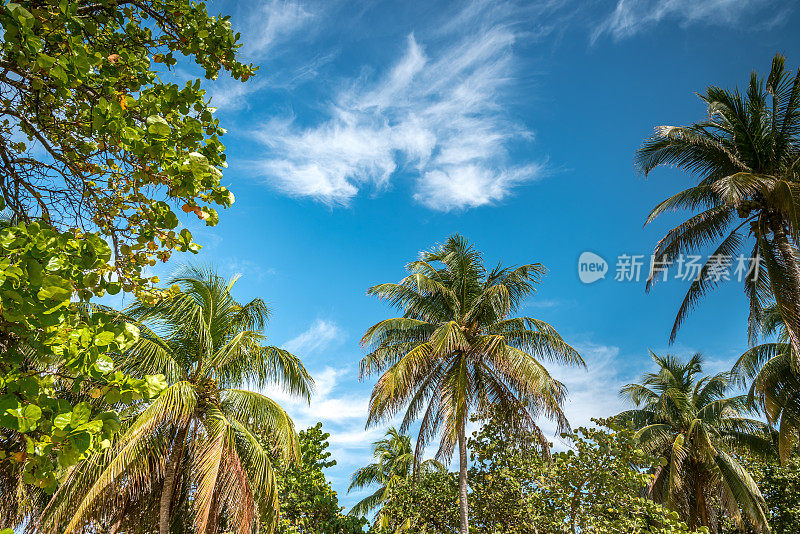 古巴巴拉德罗的加勒比天空和棕榈树