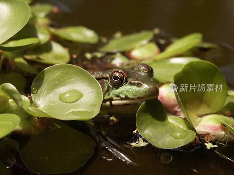 青蛙在水葫芦叶上休息