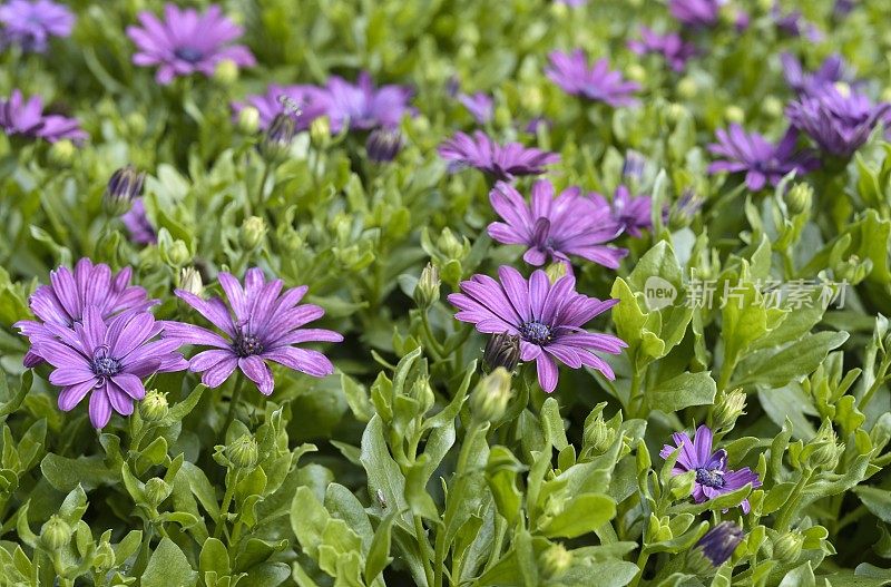 紫花植物野外特写