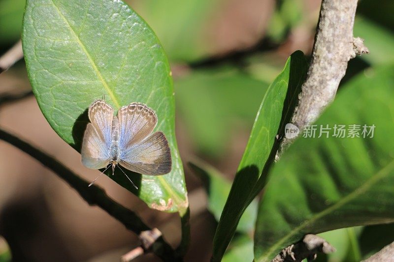 叶子上的小暗蓝色蝴蝶