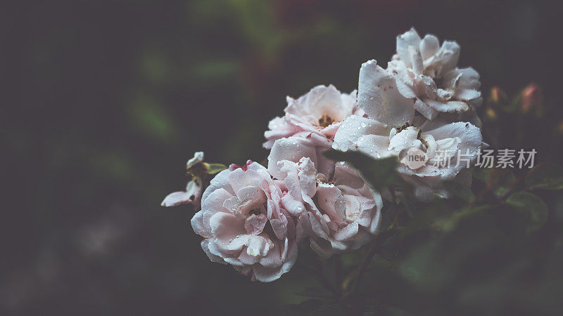 雨后的夏日，花园欣欣向荣