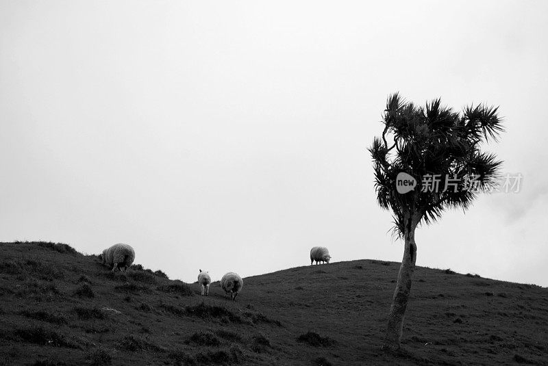 基维亚纳背景，卷心菜树和羊