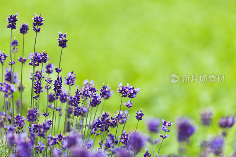 田野里的薰衣草