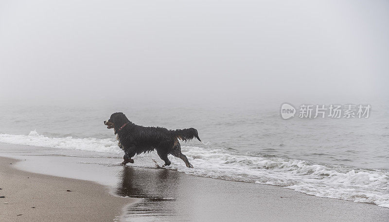比利时曾嫩猎犬在波罗的海的海滩上玩耍