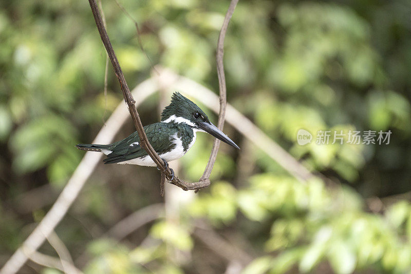 亚马逊翠鸟