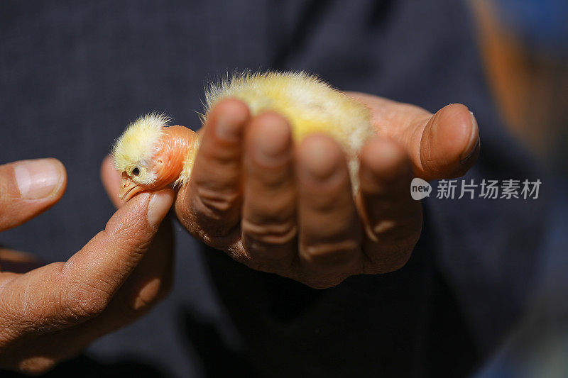 塞浦路斯家禽的小鸡宏