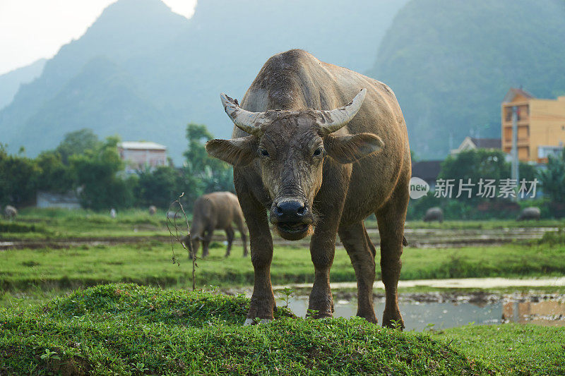 越南芳芽稻田里的一头水牛的肖像。还有其他的水牛在后面。
