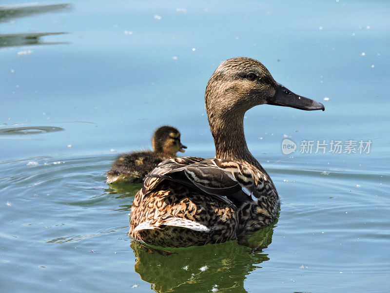 鸭子在水里