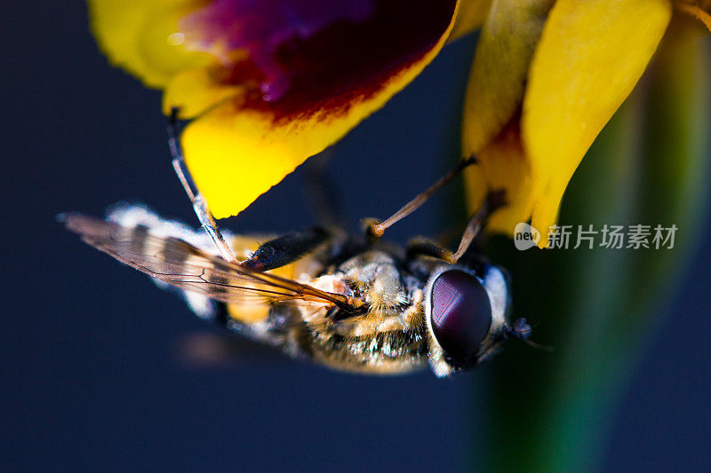一只毛茸茸的大黄蜂飞到黄花上喝花蜜