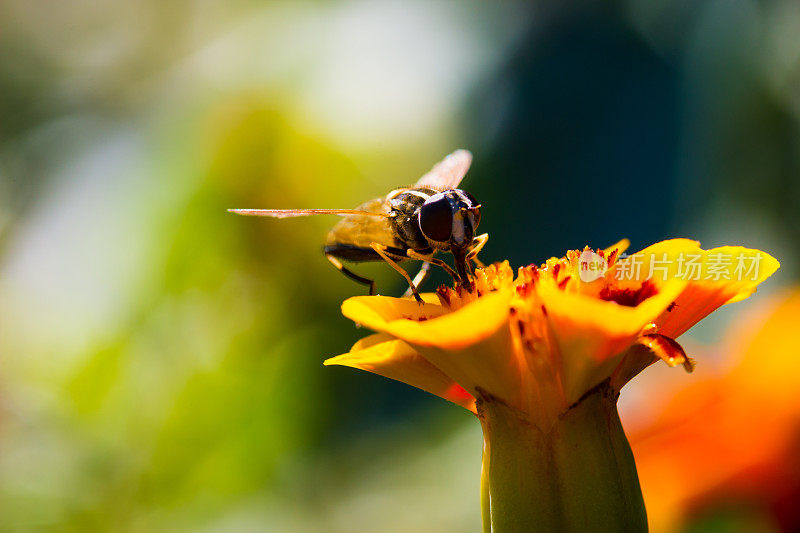 一只毛茸茸的大黄蜂在晚饭后离开花朵