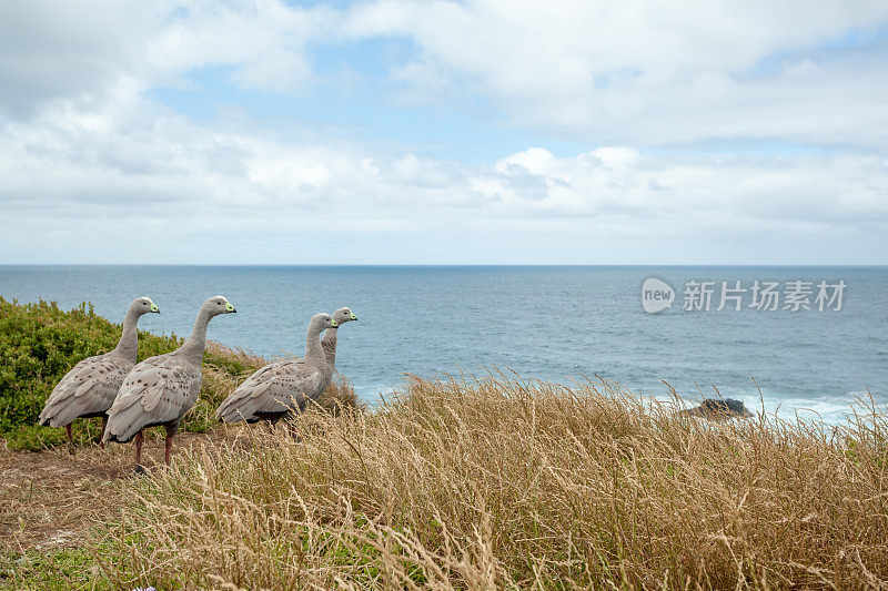 澳大利亚维多利亚州菲力浦岛的鹅群