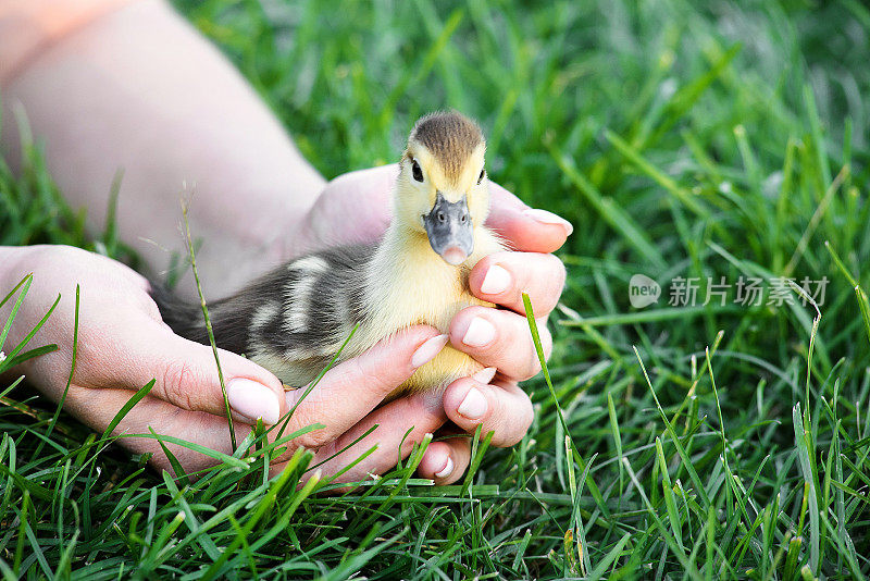 温柔的女性手让一个可爱的小鸭子自由到草地上