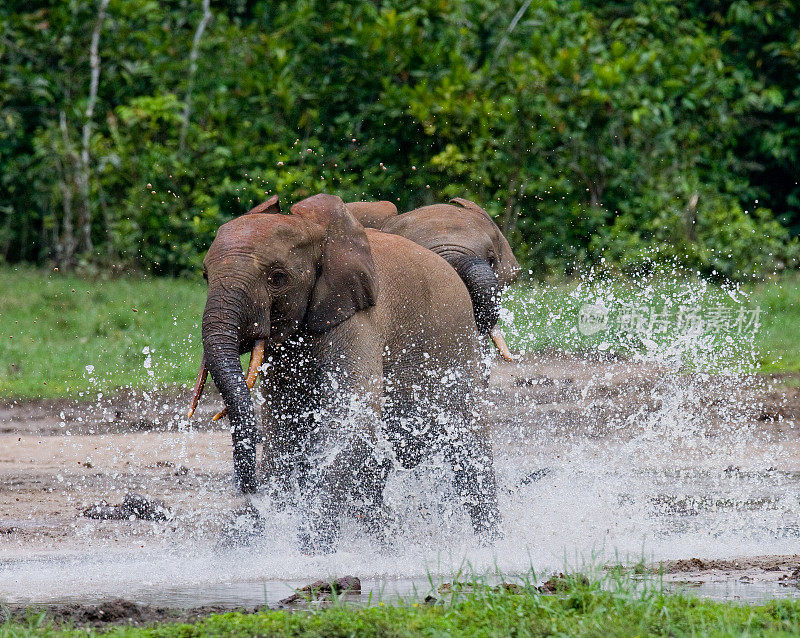 森林大象互相玩耍。中非共和国。刚果共和国。Dzanga-Sangha特别保护区。