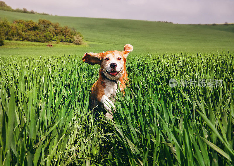 比格犬在高高的湿草地上奔跑