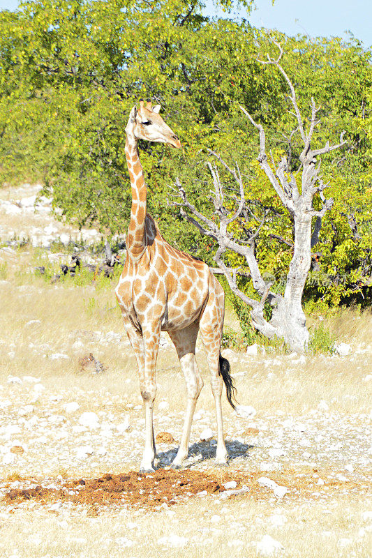 纳米比亚埃托沙国家公园里美丽的小长颈鹿