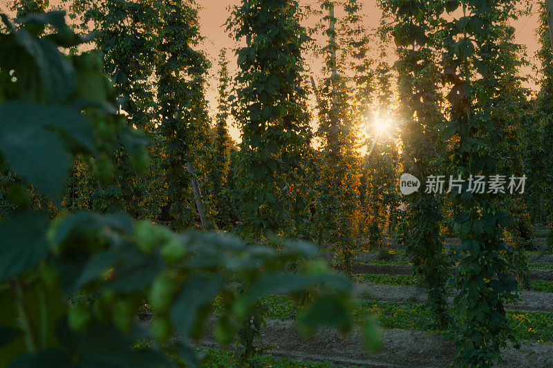 傍晚阳光下的啤酒花田