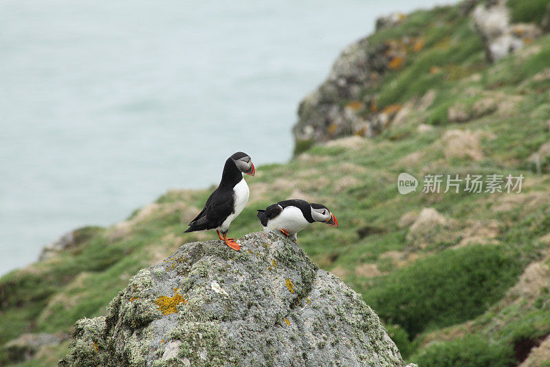 角嘴海雀两