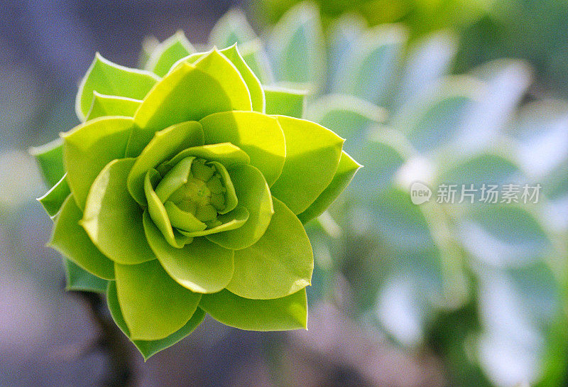 大戟科植物特写图像。拍摄电影