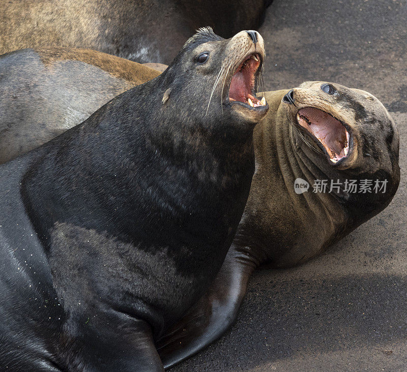 张大嘴巴的海狮海洋哺乳动物有鳍足