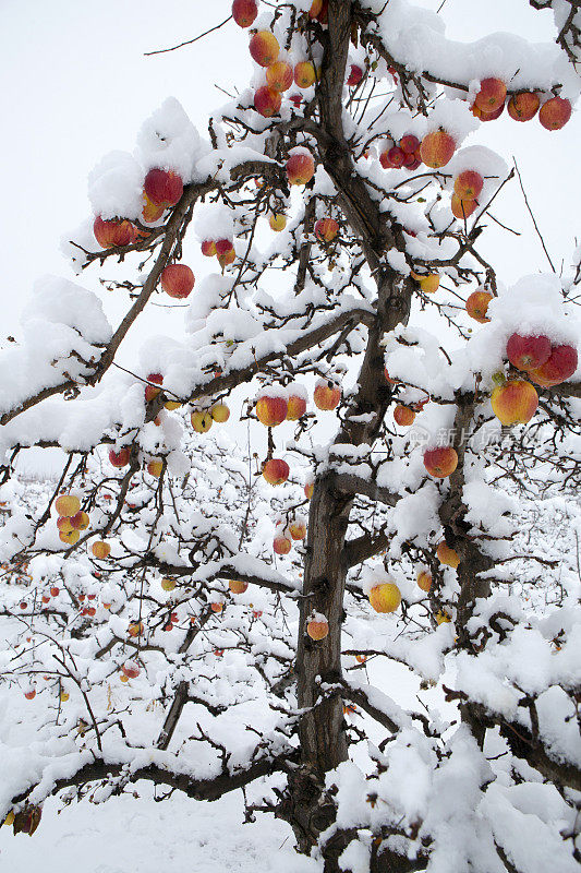 奥肯那根谷冬雪苹果树园