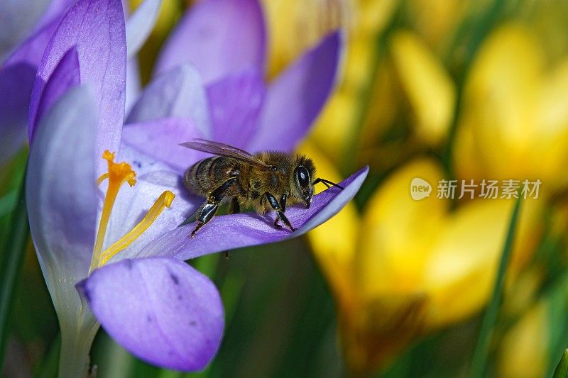 蜜蜂在磨粉