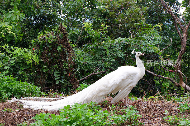 泰国和东南亚的白孔雀鸟。