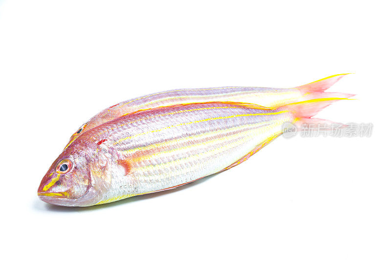 孤立在白色上的红海鲷或鲷鱼