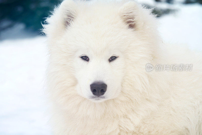 萨摩耶犬(冬天)