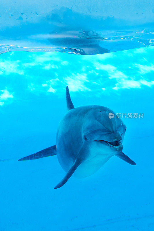 海豚水下造型