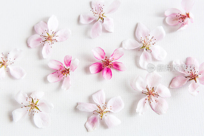 顶视图上的白色背景填充鲜花。爱的概念。朵上花。爱的概念。嗨键弹簧模式。朵上花。平躺