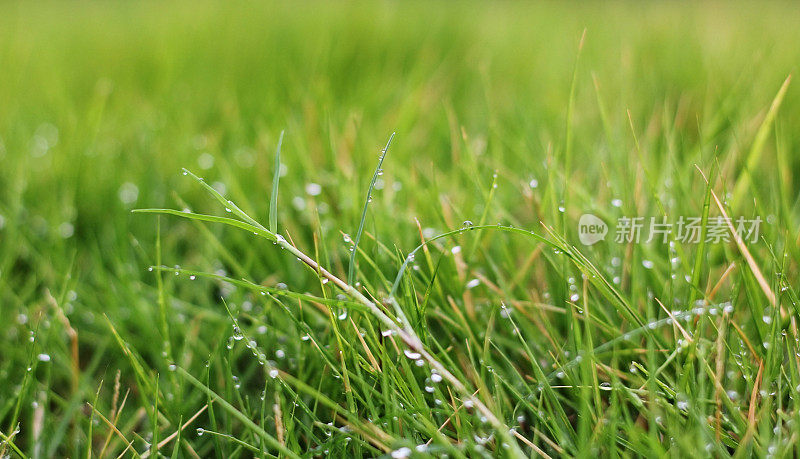 早晨美丽的雨滴落在草地上