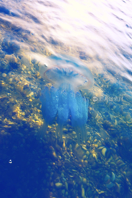 五颜六色的水母在透明的蓝色海洋中畅游