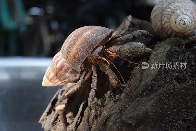 两只寄居蟹在黑色的日本蜗牛壳里找到了回家的路