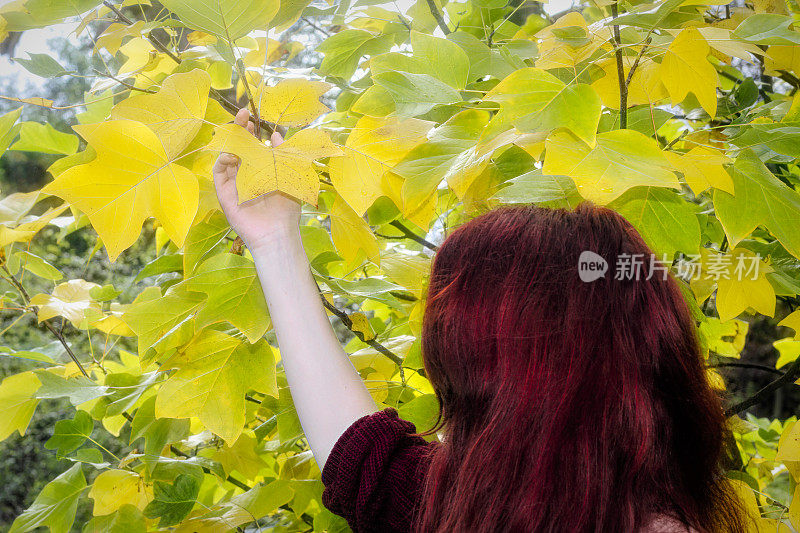 秋黄色的郁金香树和秋户外女孩红头发