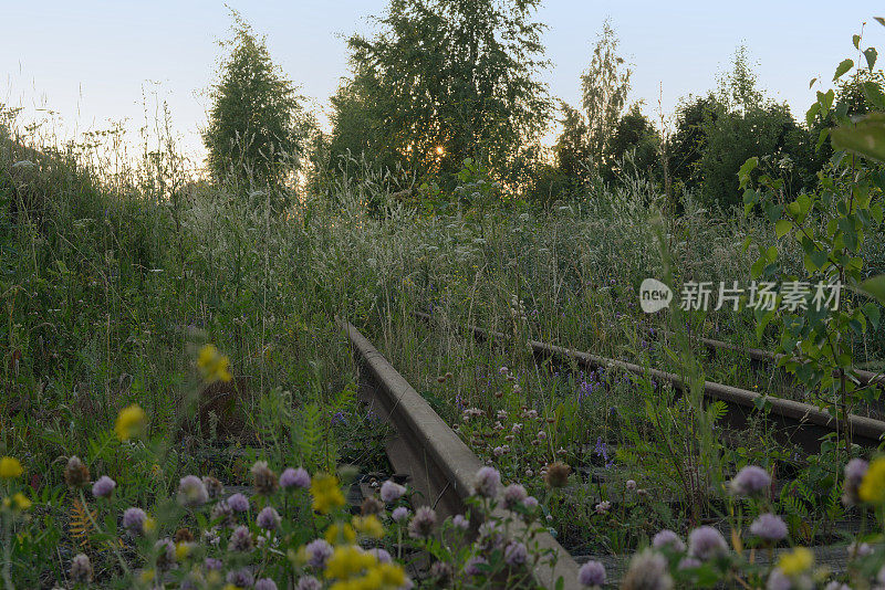 黎明时分，老旧生锈的铁路上长满了青草