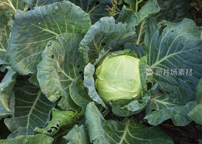 绿色的卷心菜在花园里结了头