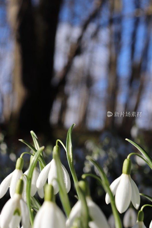 雪花莲在树林里