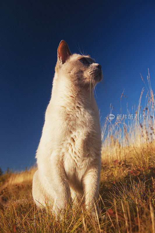 东奇尼猫的猫