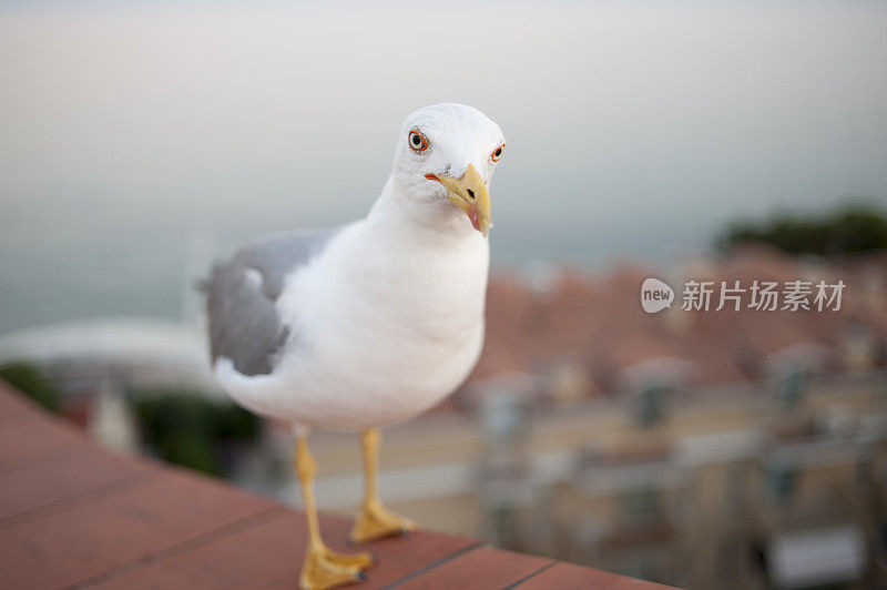 格拉多屋顶上的一只海鸥