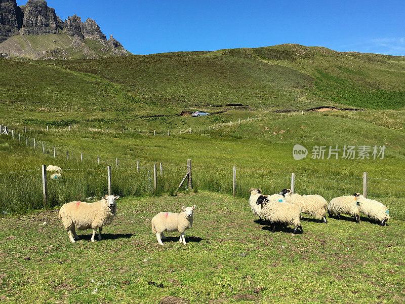 苏格兰高地上的羊群