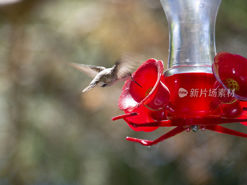 蜂鸟的飞行