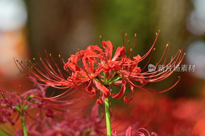 蜘蛛百合花，日高市，日本