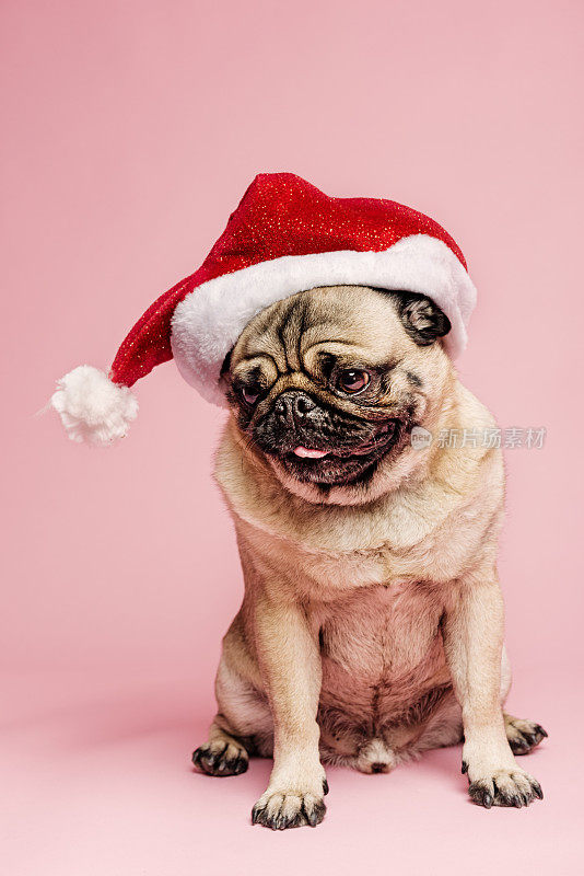 不爽的哈巴狗戴着圣诞帽，坐在明亮的粉红色背景上