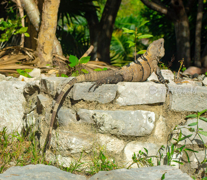 墨西哥地面上的鬣蜥