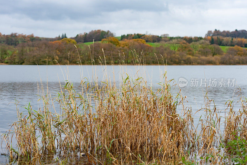 苏格兰西南部一个湖边的芦苇