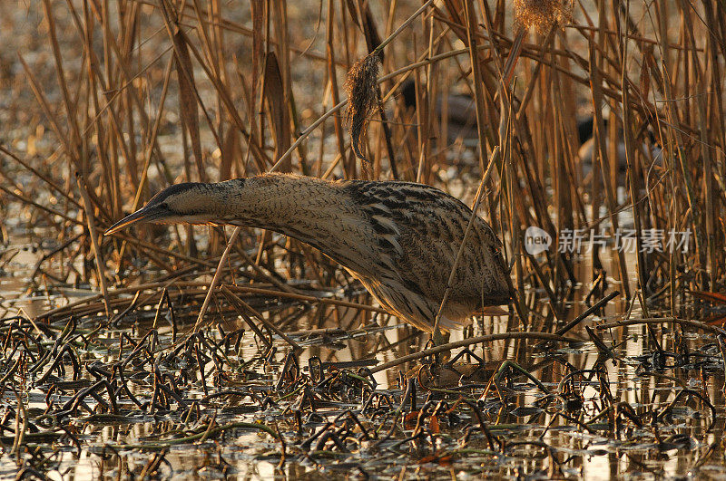 欧亚麻鳽或大麻鳽