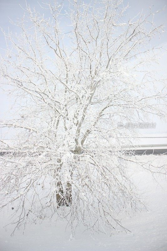 冬天雪风景画