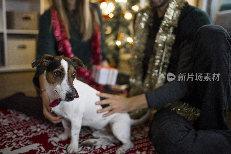 幸福的夫妇和狗狗一起等待新年